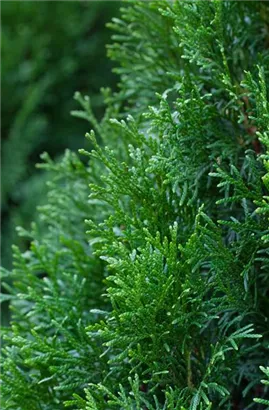 Lebensbaum 'Smaragd' - Thuja occidentalis 'Smaragd' - Heckenelemente