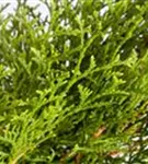 Lebensbaum 'Smaragd' - Thuja occidentalis 'Smaragd' - Heckenelemente