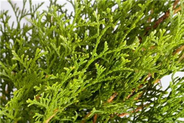 Thuja - Lebensbaum