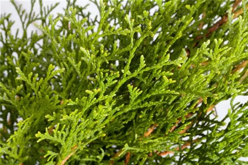 Lebensbaum 'Smaragd' - Thuja occidentalis 'Smaragd' - Heckenelemente