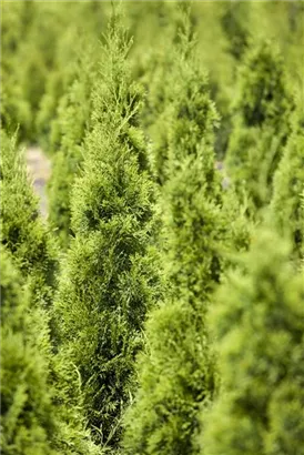 Lebensbaum 'Smaragd' - Thuja occidentalis 'Smaragd' - Heckenelemente