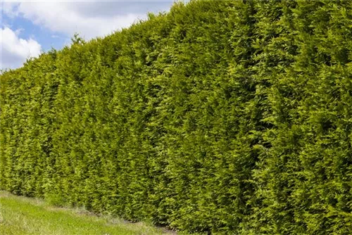 Lebensbaum 'Smaragd' - Thuja occidentalis 'Smaragd' - Heckenelemente