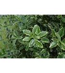 Weißbunte Stechpalme 'Argentea Marginata' - Ilex aquif.'Argentea Marginata'