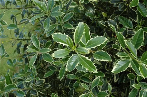 Weißbunte Stechpalme 'Argentea Marginata' - Ilex aquif.'Argentea Marginata'