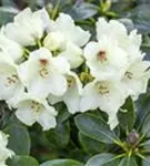 Yaku-Rhododendron 'Flava' - Rhododendron yak.'Flava' I