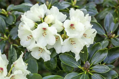 Yaku-Rhododendron 'Flava' - Rhododendron yak.'Flava' I