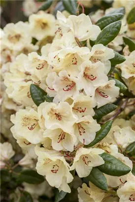 Yaku-Rhododendron 'Flava' - Rhododendron yak.'Flava' I