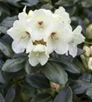 Yaku-Rhododendron 'Flava' - Rhododendron yak.'Flava' I