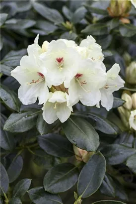 Yaku-Rhododendron 'Flava' - Rhododendron yak.'Flava' I