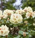 Yaku-Rhododendron 'Flava' - Rhododendron yak.'Flava' I