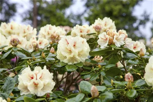 Yaku-Rhododendron 'Flava' - Rhododendron yak.'Flava' I