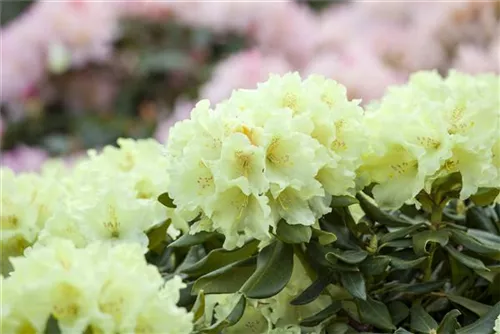 Yaku-Rhododendron 'Flava' - Rhododendron yak.'Flava' I