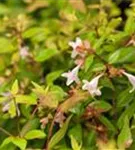 Großblütige Abelie - Abelia grandiflora - Formgehölze