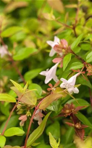 Abelia grandiflora - Formgehölze