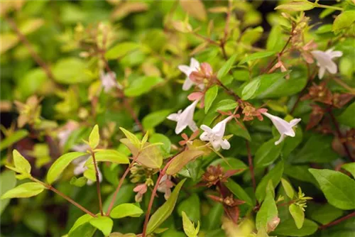 Großblütige Abelie - Abelia grandiflora - Formgehölze