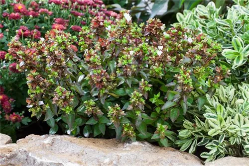 Großblütige Abelie - Abelia grandiflora - Formgehölze