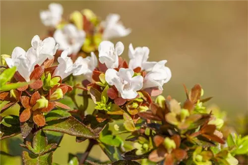 Großblütige Abelie - Abelia grandiflora - Formgehölze