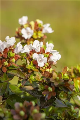 Großblütige Abelie - Abelia grandiflora - Formgehölze