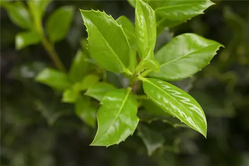 Fruchtende Stechpalme - Ilex aquif.'J.C.van Tol'