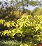 Amerik.Blumen-Hartriegel - Cornus florida - Formgehölze