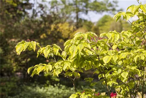 Amerik.Blumen-Hartriegel - Cornus florida - Formgehölze