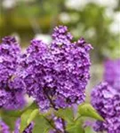 Edelflieder 'Katherine Havemeyer - Syringa vulg.'Katherine Havemeyer' - Ziergehölze