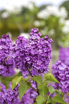 Edelflieder 'Katherine Havemeyer - Syringa vulg.'Katherine Havemeyer' - Ziergehölze