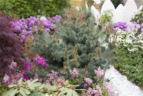 Blaue Mädchenkiefer 'Negishi' - Pinus parviflora 'Negishi' - Formgehölze