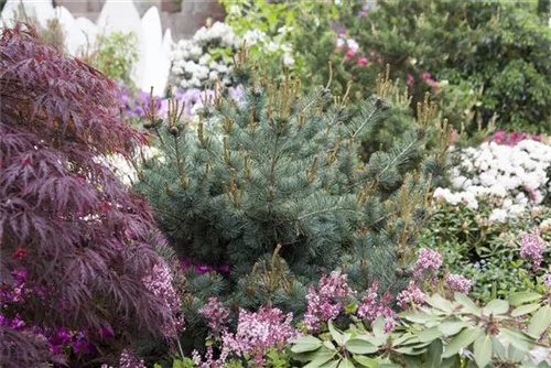 Blaue Mädchenkiefer 'Negishi' - Pinus parviflora 'Negishi' - Formgehölze