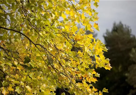 Liriodendron tulipifera - Amerik.Tulpenbaum