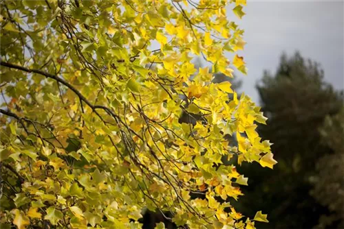 Amerik.Tulpenbaum - Liriodendron tulipifera