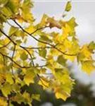 Amerik.Tulpenbaum - Liriodendron tulipifera