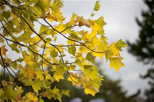 Amerik.Tulpenbaum - Liriodendron tulipifera