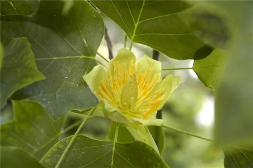 Amerik.Tulpenbaum - Liriodendron tulipifera