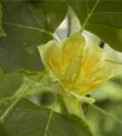 Amerik.Tulpenbaum - Liriodendron tulipifera