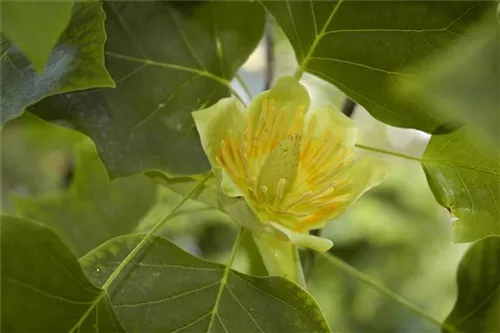 Amerik.Tulpenbaum - Liriodendron tulipifera