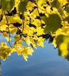 Amerik.Tulpenbaum - Liriodendron tulipifera