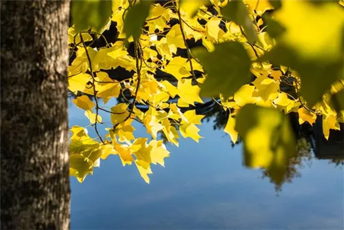 Amerik.Tulpenbaum - Liriodendron tulipifera