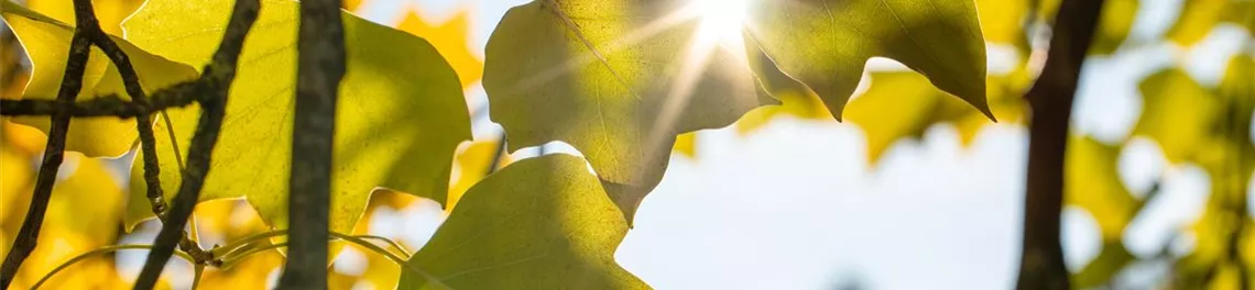 Blätter in Herbstfärbung