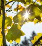 Amerik.Tulpenbaum - Liriodendron tulipifera