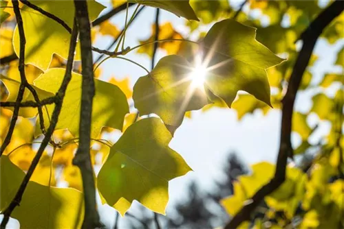 Amerik.Tulpenbaum - Liriodendron tulipifera