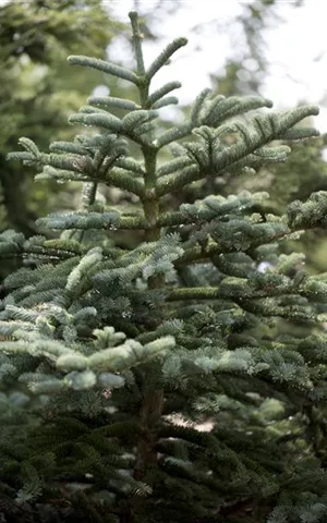 Abies concolor