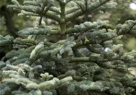 Abies concolor - Colorado-Tanne,Grautanne