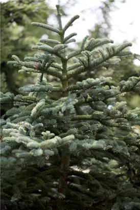 Colorado-Tanne,Grautanne - Abies concolor