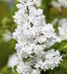 Edelflieder 'Mme Lemoine' - Syringa vulg.'Mme Lemoine' - Ziergehölze