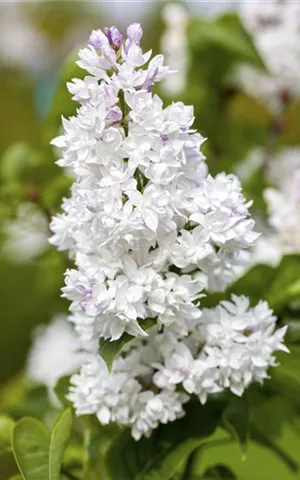 Syringa vulg.'Mme Lemoine' - Formgehölze