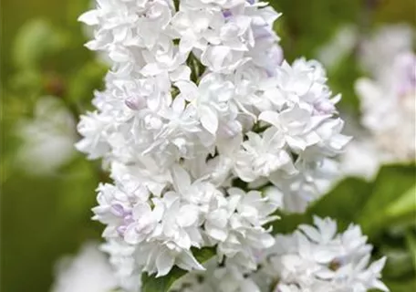 Syringa vulg.'Mme Lemoine' - Formgehölze - Edelflieder 'Mme Lemoine'