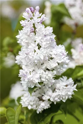 Edelflieder 'Mme Lemoine' - Syringa vulg.'Mme Lemoine' - Ziergehölze