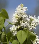 Edelflieder 'Mme Lemoine' - Syringa vulg.'Mme Lemoine' - Ziergehölze