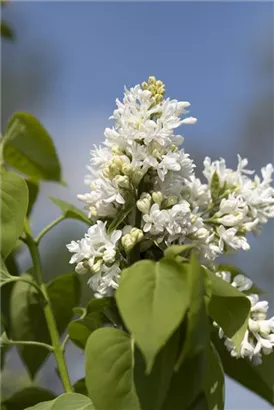 Edelflieder 'Mme Lemoine' - Syringa vulg.'Mme Lemoine' - Ziergehölze